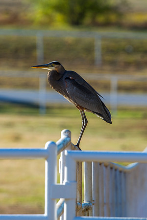 bird, lake, migration, nature, park, peak, pond, "wading bird", wildlife