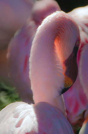 Flamingo