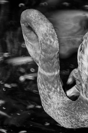 artistic, "black & white", contortionist, figure, flamingo, kenia, lake, neck, pond, water, wings, zoo