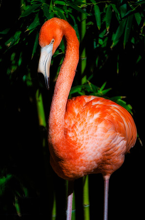 Flamingo