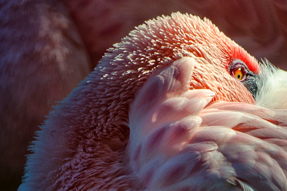 africa, bird, close-up, eye, feathers, flamingo, migration, pond, wings, zoo