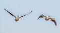 Flamingos, Gulls, Pelicans & Swans Pt.2
