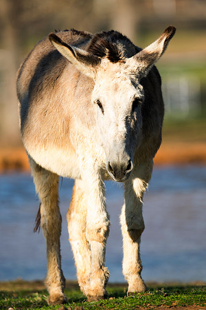 donkey, appaloosa, Bertazzoni, Indians, Nikon, Texas, apha, boys, bridles, burro, colors, "cow boys", donkey, "far west", halter, harness, herd, hoofs, horse, mustang, pack, paint, pioneers, portrait,