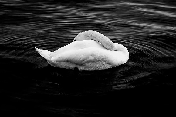 bird, "black & white", lake, park, "sleeping swan", swan, swimming, wildlife