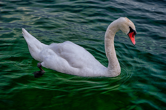 Swan