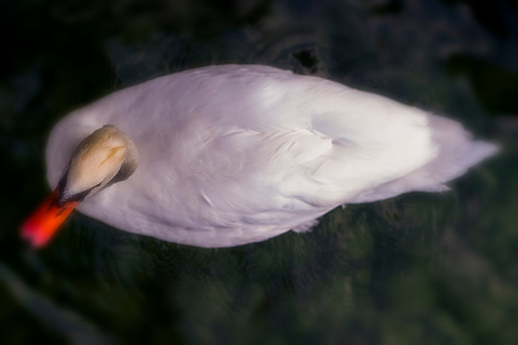 Swan, details, lake, park, pond, wildlife, wings, lake, pond, migration, Nikon, Beak, Bertazzoni, feathers,