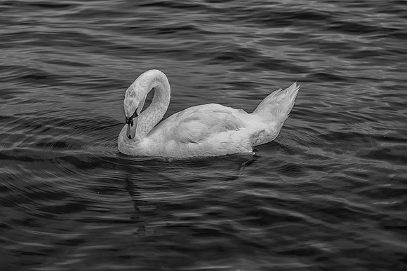 Swan, lake, park, pond, wildlife, wings
