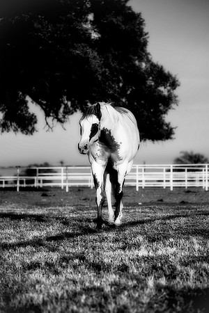 "black & white", cowboys, fence, horse, "paint horse", pastures, prairie, texas, west, infrared