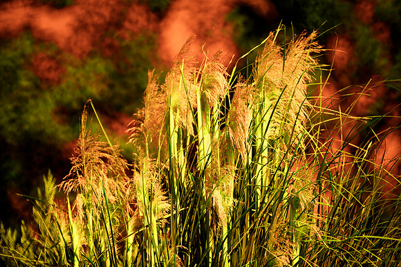 "cane thicket, pond, lake, trees, flowers, park, garden, nature, nursery, home, yard"