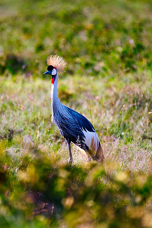 Africa, Botswana, Caprivi, Namibia, Sunbathing, beak, colors, details, eye, feathers, flying, , "Grey Crowned Crane", nature, parks, portrait, safari, structure, wings, Kenya, legs, nesting, migration