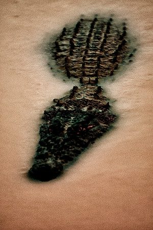 Africa, Crock, Erindi, infrared, pond, pretador, safari, water