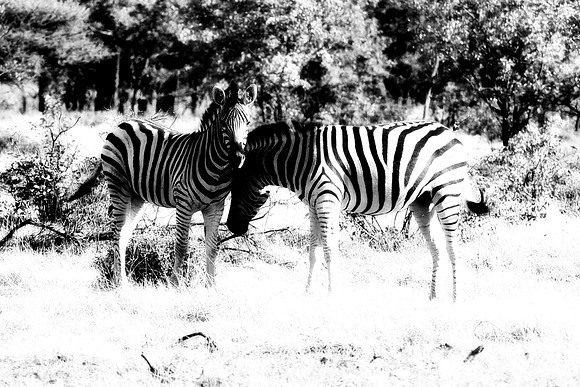 Etosha, Namibia, "black & white", safari, stripes, zebra, infrared