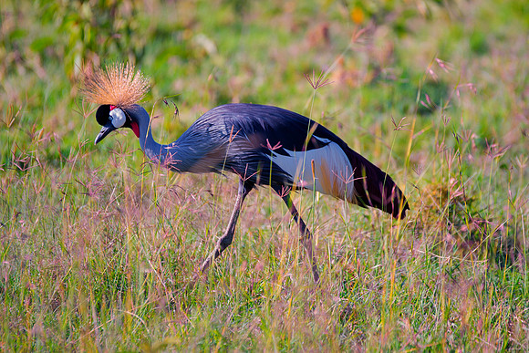 Africa, Botswana, Caprivi, Namibia, Sunbathing, beak, colors, details, eye, feathers, flying, , "Grey Crowned Crane", nature, parks, portrait, safari, structure, wings, Kenya, legs, nesting, migration
