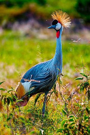 Africa, Botswana, Caprivi, Namibia, Sunbathing, beak, colors, details, eye, feathers, flying, , "Grey Crowned Crane", nature, parks, portrait, safari, structure, wings, Kenya, legs, nesting, migration