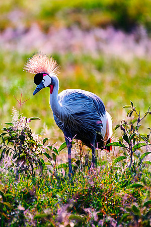 Africa, Botswana, Caprivi, Namibia, Sunbathing, beak, colors, details, eye, feathers, flying, , "Grey Crowned Crane", nature, parks, portrait, safari, structure, wings, Kenya, legs, nesting, migration