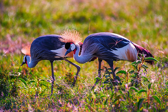 Africa, Botswana, Caprivi, Namibia, Sunbathing, beak, colors, details, eye, feathers, flying, , "Grey Crowned Crane", nature, parks, portrait, safari, structure, wings, Kenya, legs, nesting, migration