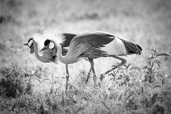 Africa, Botswana, Caprivi, Namibia, Sunbathing, beak, colors, details, eye, feathers, flying, , "Grey Crowned Crane", nature, parks, portrait, safari, structure, wings, Kenya, legs, nesting, migration