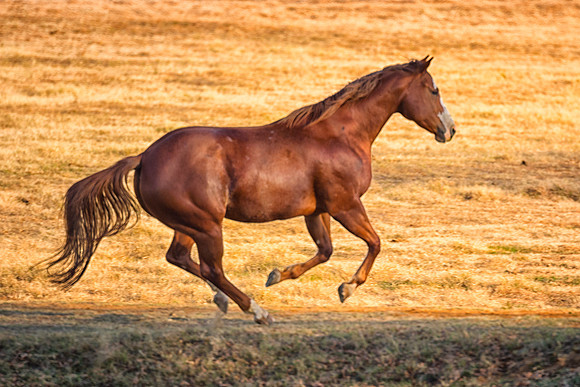 Running Free