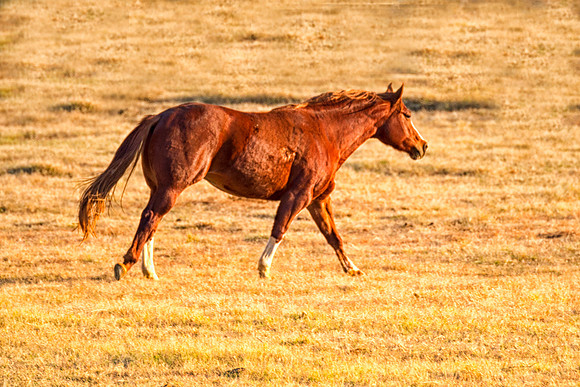 Wild Horse