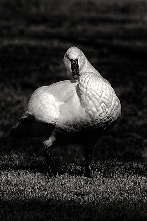 swan, feathers, artistic, "black & white", pond, wings, beak, details, Nikon, Bertazzoni, nature, ballet,