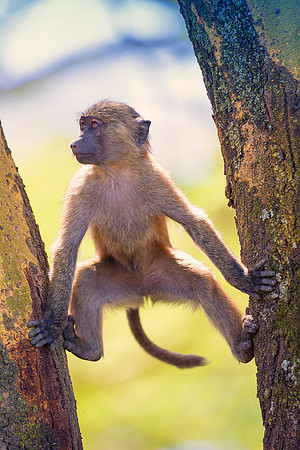 Africa, Bertazzoni, Botswana, Kenya, Namibia, Nikon, Tanzania, Tarzan, Zambia, Zimbabwe, ape, baboons, "black & white", grooming, jungle, monkey, primate, safari, savanna, teeth, trees