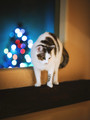 Cats & Big Cats II
