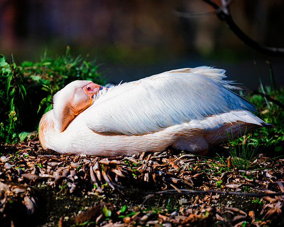 Pelican, feathers, beak, fishing, hunting, nature, wings, ocean, lake, rivers, lakes, Bertazzoni, colors, nesting, Kenya, Namibia, flying, " great white pelican", "black & white"