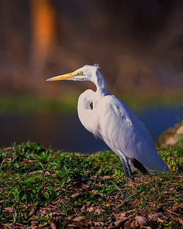 "white egret", feathers, Beak, colors, details, nature, pond, migration, lake, river, swamp, legs, nesting, Nikon, Bertazzoni