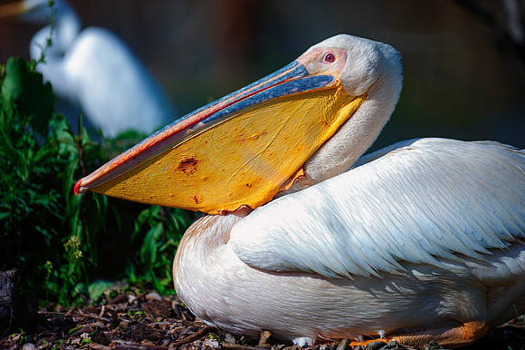 Pelican, feathers, beak, fishing, hunting, nature, wings, ocean, lake, rivers, lakes, Bertazzoni, colors, nesting, Kenya, Namibia, flying, " great white pelican", "black & white"