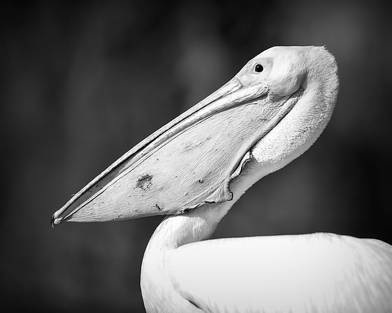 Pelican, feathers, beak, fishing, hunting, nature, wings, ocean, lake, rivers, lakes, Bertazzoni, colors, nesting, Kenya, Namibia, flying, " great white pelican", "black & white"