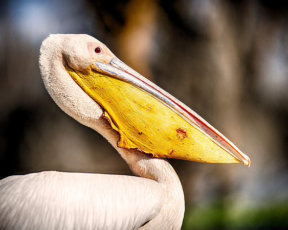 Pelican, feathers, beak, fishing, hunting, nature, wings, ocean, lake, rivers, lakes, Bertazzoni, colors, nesting, Kenya, Namibia, flying, " great white pelican"
