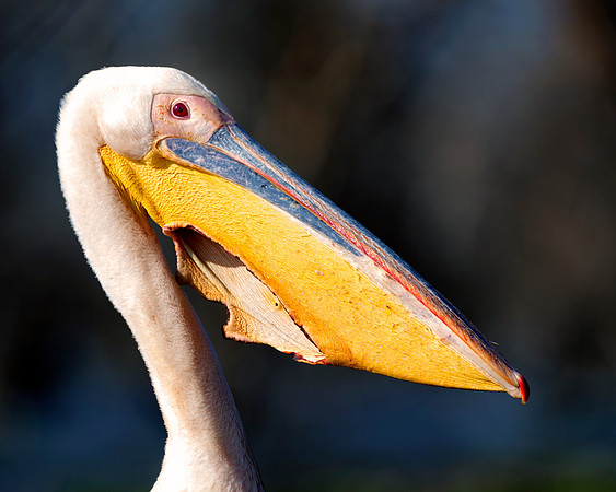 Pelican, feathers, beak, fishing, hunting, nature, wings, ocean, lake, rivers, lakes, Bertazzoni, colors, nesting, Kenya, Namibia, flying, " great white pelican"