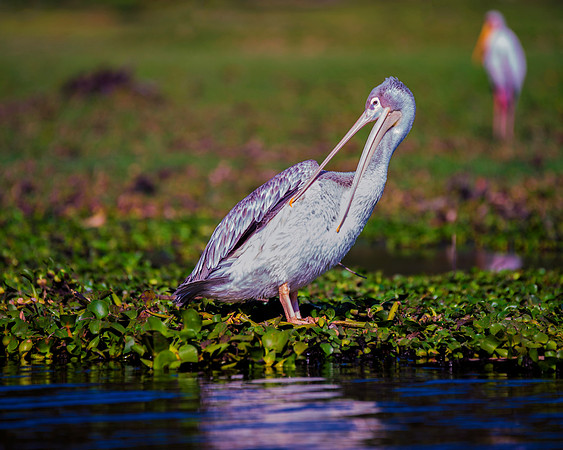 Pelican, feathers, beak, fishing, hunting, nature, wings, ocean, lake, rivers, lakes, Bertazzoni, colors, nesting, Kenya, Namibia, flying, " pink backed pelican"