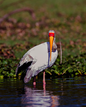 Africa, Beak, Botswana, Caprivi, Chobe, Kenya, Kenya, Mozambique, Namibia, Savuti, "South Africa", Tanzania, Tanzania, "Yellow Billed Stork", babies, colors, feathers, fish, fishing, lake, "long legs"