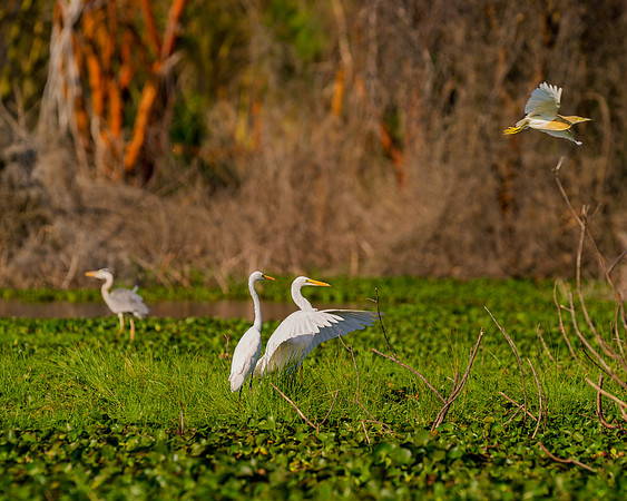 Pelican, feathers, beak, fishing, hunting, nature, wings, ocean, lake, rivers, lakes, Bertazzoni, colors, nesting, Kenya, Namibia, flying, " white egret ", "black & white"