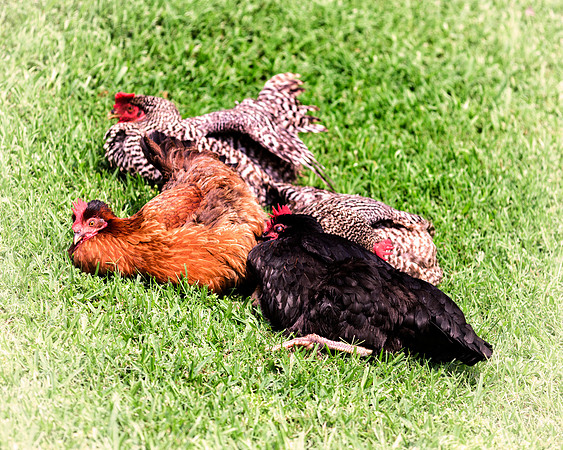 Bertazzoni, Nikon, "angry hen", beak, bird, breakfast, chicken, colors, eggs, farm, feathers, food, hen, "hen's portrait", hens, legs, nature, wings, yard