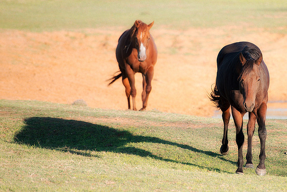 Nikon, appaloosa, bertazzoni, bit, bridle, freedom, hoofs, horses, main, nature, pack, paint, palomino, pinto, pond, prairie, quarter, races, running, saddle, speed, tail, wilderness
