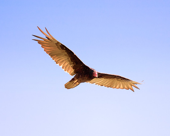 Beak, Bertazzoni, Mexico, Nikon, Texas, Wings, death, eyes, feathers, flying, legs, nature, scavengers, "turkey vulture", vulture, wilderness