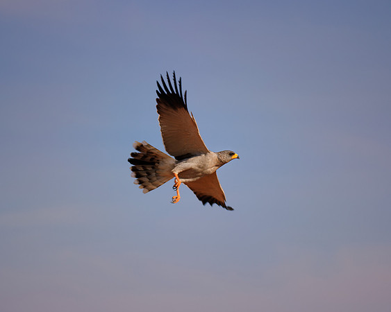 Africa, "Southern Pale Chanting Goshawk", beak, bird, claws, colors, details,  eagle, eating, feathers, flying, forest, garden, hawk, hunting, jungle, nest, park, posing, predator, prey, resting, safa
