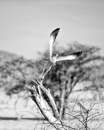Africa, "Southern Pale Chanting Goshawk", beak, bird, claws, colors, details,  eagle, eating, feathers, flying, forest, garden, hawk, hunting, jungle, nest, park, posing, predator, prey, resting, safa