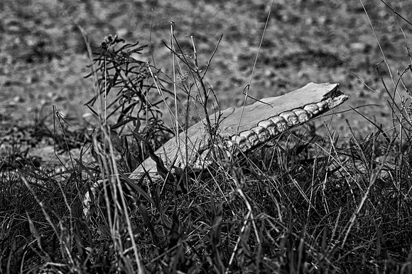 Africa, "black & white", bone, death, jaw, safari, savanna, teeth