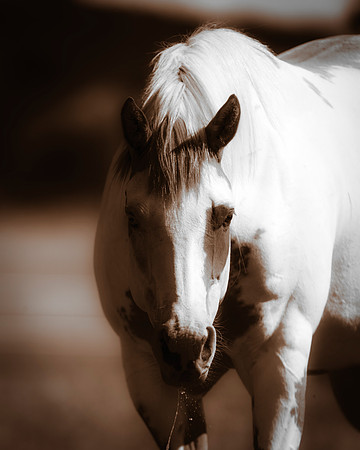 Bertazzoni, Indians, Nikon, Texas, apha, boys, bridles, burro, colors, "cow boys", donkey, "far west", halter, harness, herd, hoofs, horse, mustang, pack, paint, pioneers, portrait, "powerful horse",