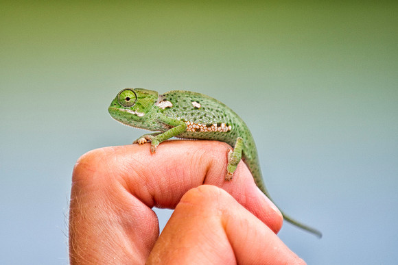 Africa, Namibia, camouflage, chameleon, colors, insect