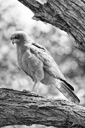 Africa, "African hawk", beak, "black & white", claws, eagle, flying, hawk, predator, safari, wings