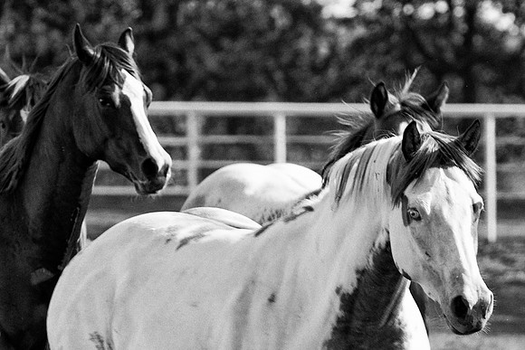 appaloosa, "black & white", cowboys, far, horse, horse, looks, montana, paint, prairie, quarter, rodeo, texas, west, wild