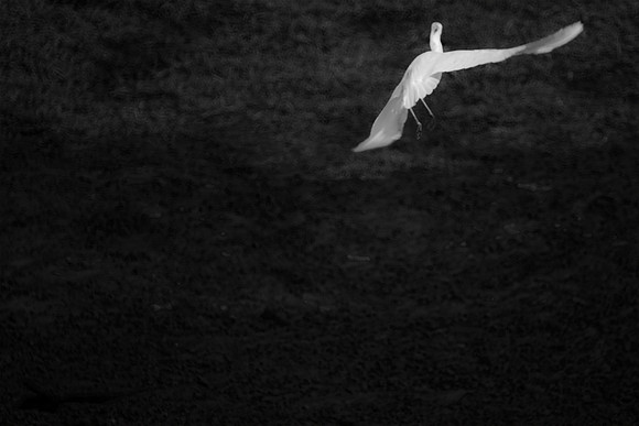 artistic, "black & white", scenic, "taking off", "white bird"