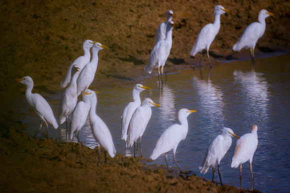 beaks, birds, flock, lake, migration, park, pond, resting, "white birds", wildlife, wings