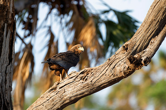 Africa, "Snake Eagle", beak, bird, claws, colors, details,  eagle, eating, feathers, flying, forest, garden, hawk, hunting, jungle, nest, park, posing, predator, prey, resting, safari, savanna, scenic