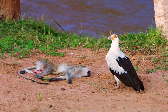 Africa, "Palm Nut Vulture", beak, bird, claws, colors, details,  eagle, eating, feathers, flying, forest, garden, hawk, hunting, jungle, nest, park, posing, predator, prey, resting, safari, savanna, s