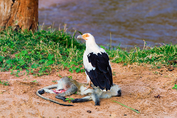 Africa, "Palm Nut Vulture", beak, bird, claws, colors, details,  eagle, eating, feathers, flying, forest, garden, hawk, hunting, jungle, nest, park, posing, predator, prey, resting, safari, savanna, s